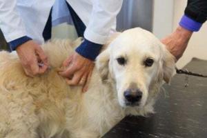 Köpeklerin Bakımında Kullanılan Aromatik Yağlar