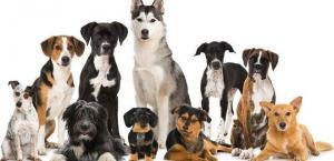 Köpeklerin Bakımında Kullanılan Aromatik Yağlar