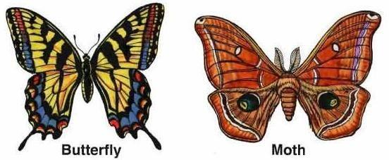 Güvelerle Kelebeklerin Farkları Nelerdir?