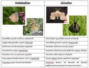 Güvelerle Kelebeklerin Farkları Nelerdir?