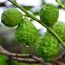 Bergamot ve Enginarın Karaciğer Sağlığı Üzerindeki Etkileri