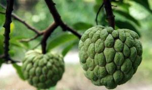 Hint Ayvası (Custard Apple) Nedir, Faydaları Nelerdir?