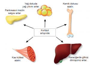 Kortizol Hormonu Kilo Alımını Etkiler mi?