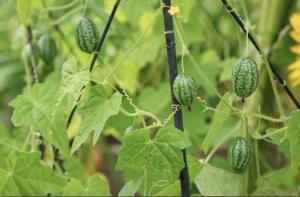 Cucamelon (Meksika Karpuzu) Hakkında Bilgiler
