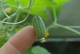 Cucamelon (Meksika Karpuzu) Hakkında Bilgiler