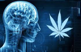 Endokannabinoid Sistem Nedir, Neden Önemlidir?