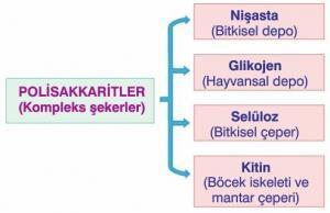 Glikojen Nedir, Yapısı, Fonksiyonu ve Metabolizması Nasıldır?