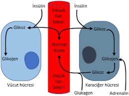 Glikojen Nedir, Yapısı, Fonksiyonu ve Metabolizması Nasıldır?