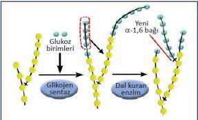 Glikojen Nedir, Yapısı, Fonksiyonu ve Metabolizması Nasıldır?
