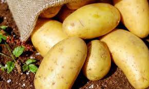 Patatesin Saklanma Koşulları ve Seçme İpuçları