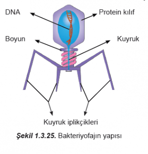 Biyolojik Virüsler, Yayılma Şekilleri, Korunma ve Tedavi Yolları