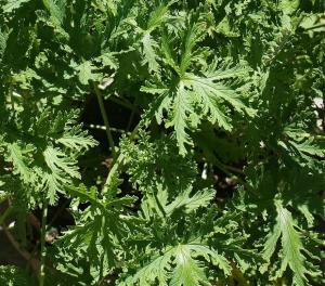 Citronella Yağı Nedir?