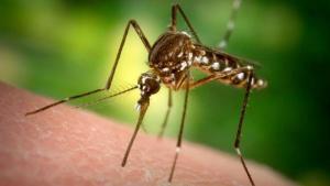 Citronella Yağı Nedir?