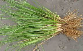 Vetiver Yağı Nedir?