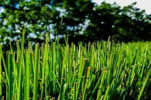 Vetiver Yağı Nedir?