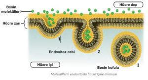 Pinositoz: Sıvı Fazlı Endositoz