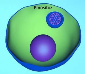 Pinositoz: Sıvı Fazlı Endositoz
