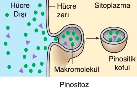 Pinositoz: Sıvı Fazlı Endositoz