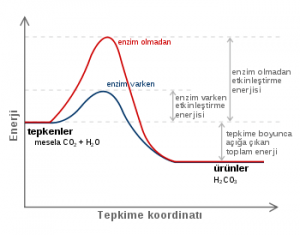 Enzim Aktivitesini Etkileyen Faktörler