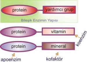 Enzimlerin Sınıflandırılması ve Reaksiyon Mekanizması