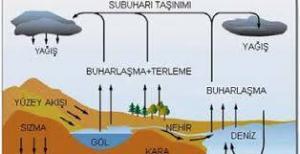 Bitkilerde Suyun Buharlaşması ve Terleme