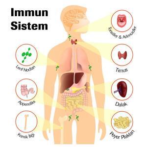 İmmün Sistem, Vücudun Nonspesifik ve Spesifik Savunmaları