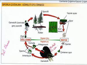 Eğrelti Otunun Yaşam Döngüsü