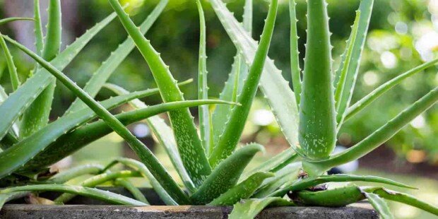 Evde Aloe Vera Bitkisi Nasıl Yetiştirilir?