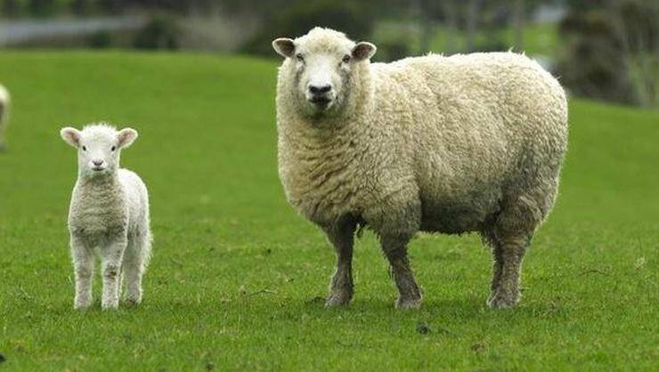Gebe Koyunların Beslenme Gereksinimleri ve Önemi