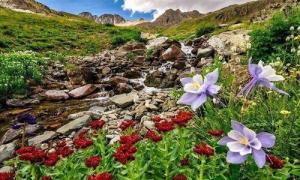Endemizm Nedir? Sebepleri, Tehditleri ve Endemik Türler