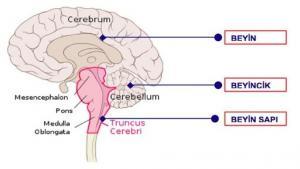 Beynin Yapısı, İşlevleri ve Bölümleri
