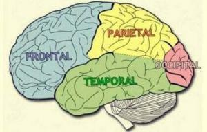 Beynin Yapısı, İşlevleri ve Bölümleri
