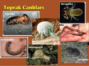 Toprak Bir Yaşam Alanıdır (Habitattır)