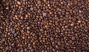 Kahve Kalitesinde Hasat Tekniğinin Önemi