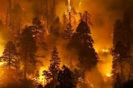 Orman Yangınları ve COVID-19