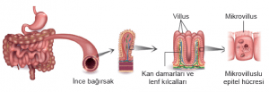 Sindirim Sistemi Hakkında Eğlenceli ve Şaşırtıcı 20 Gerçek