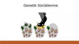 Genetik Sürüklenme Nedir?