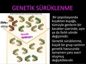 Genetik Sürüklenme Nedir?