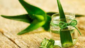 Evde Aloe Vera Bitkisi Nasıl Yetiştirilir?
