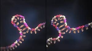 Multipl Miyelom'da Dolaşan lncRNA ve Uzun Kodlamayan RNA Molekülleri