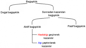 Aşılar Nasıl Etki Gösterir? Sürü Bağışıklığı Nedir?