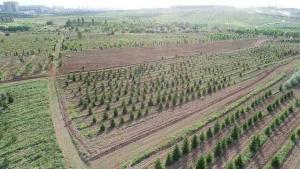 Ormancılık ve Yüksek Etkili Tarım Yönetimi (RHEA) Projesi