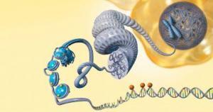 Epileptik ve Parkinson Hastalarında Serotonin Seviyeleri