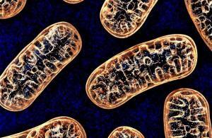Epileptik ve Parkinson Hastalarında Serotonin Seviyeleri