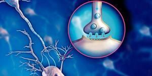 Epileptik ve Parkinson Hastalarında Serotonin Seviyeleri