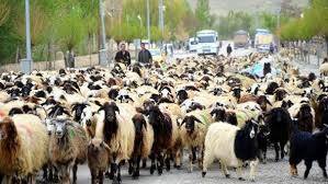Helmintlere Karşı Keçi Bağışıklığı