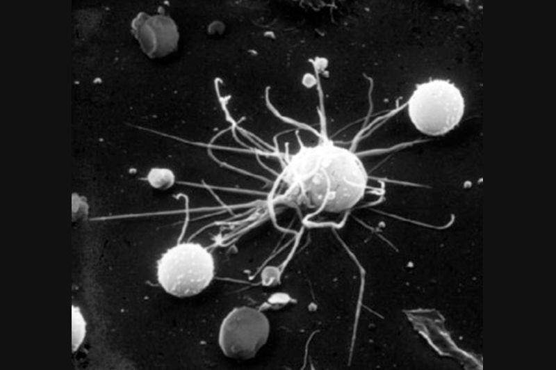 Dendritik Hücreler Nelerdir?