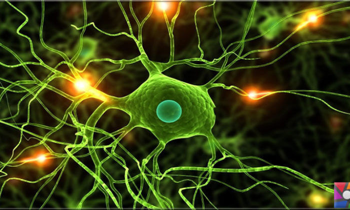 İnsan Beyninde Mikroglial Fenotipleme ile İlgili Çalışmalar