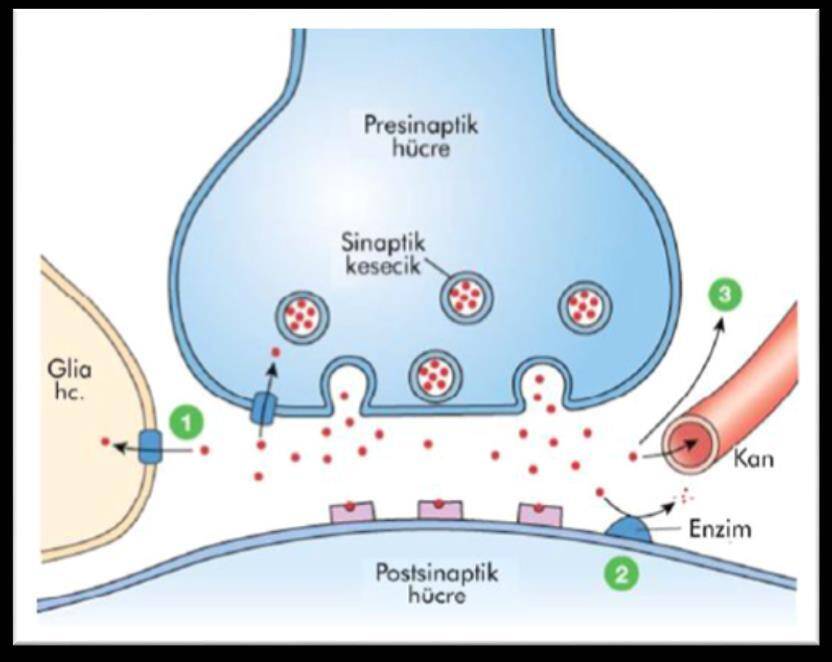Sinaptik İletimde EPSP Değişkenliğinin İntrasinaptik Faktörleri