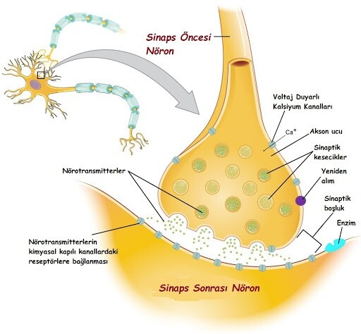 Sinaptik Yapı ve Mekanizmalar